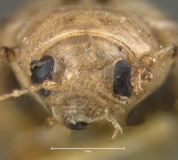 Media type: image; Entomology 23156   Aspect: head frontal view